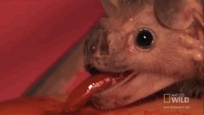 动物界三种最残忍动物,动物界最残忍四种动物