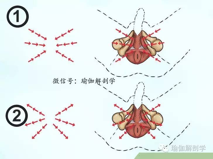 pc肌和骨盆底肌,pc肌训练增强pc肌