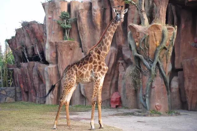 五a景区免门票,广东五A级旅游景区