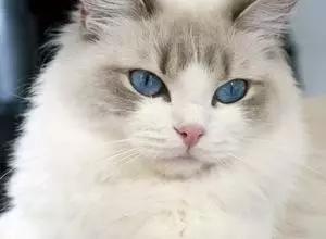 布偶猫最好看的是哪种,布偶猫有哪些比较好的品种