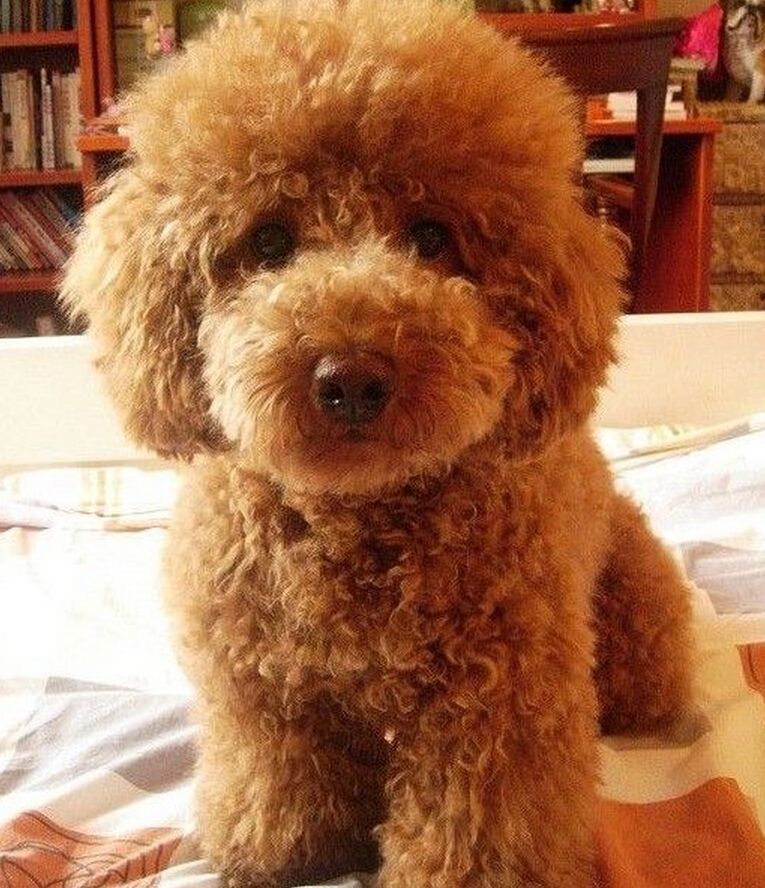 为了省钱自己给狗剪毛搞笑,给宠物狗剪毛它不听话怎么办