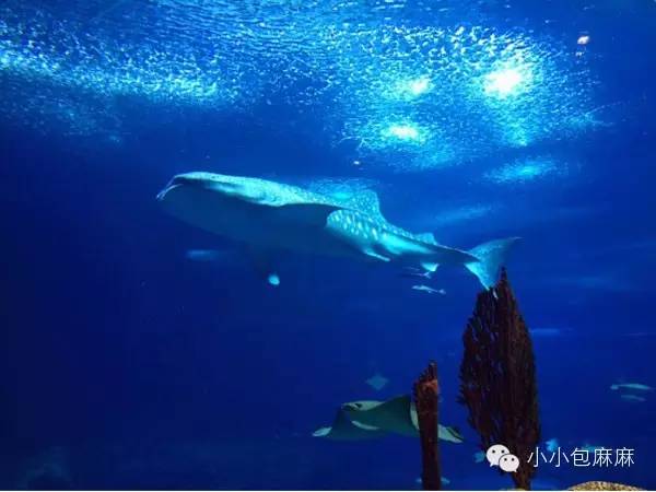 珠海长隆动物园游记,游记长隆动物园