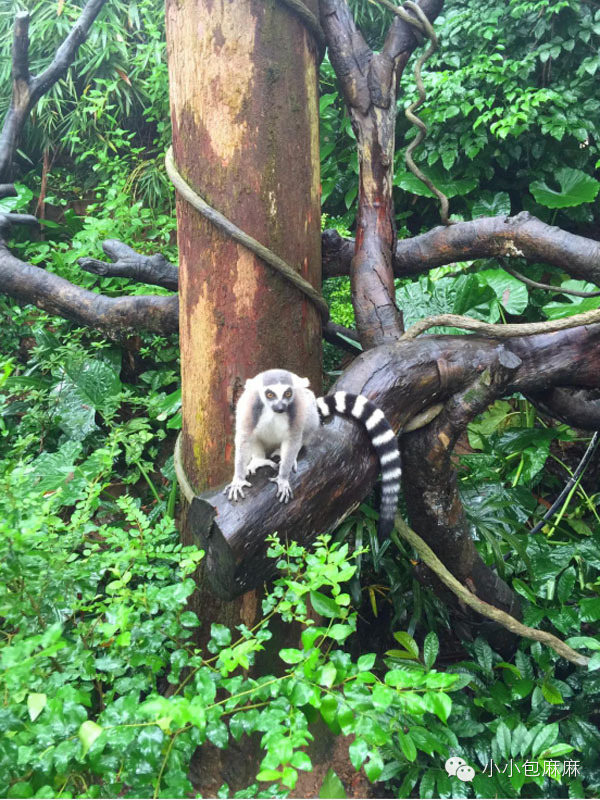 广州长隆动物园一日游攻略,长隆动物园和海洋公园哪个值得去
