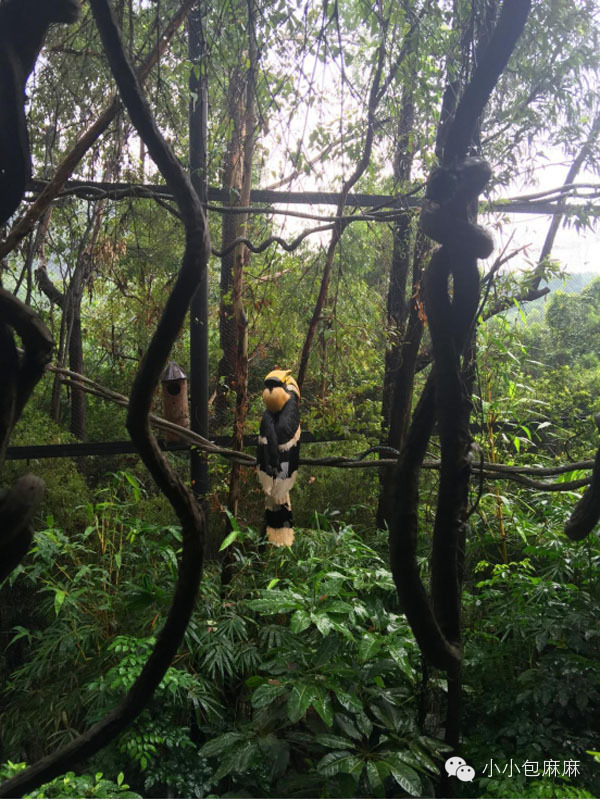 广州长隆动物园一日游攻略,长隆动物园和海洋公园哪个值得去