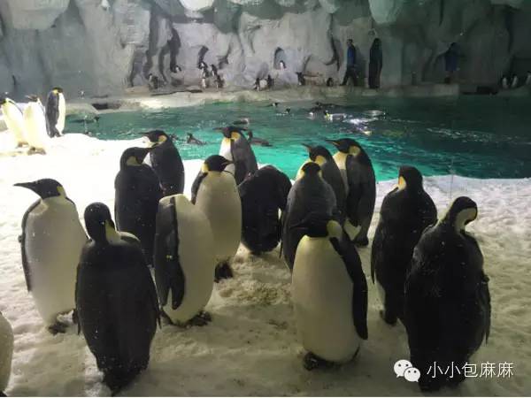 广州长隆动物园一日游攻略,长隆动物园和海洋公园哪个值得去