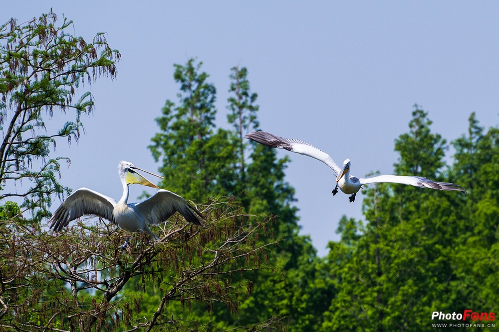 尼康180-400定焦镜头评测,尼康超长焦100-400和180-600