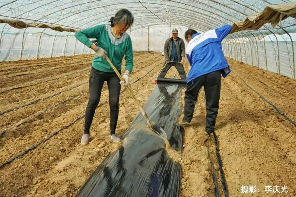 磴口的华莱士哪里有卖,天下第一瓜只有在磴口能吃上