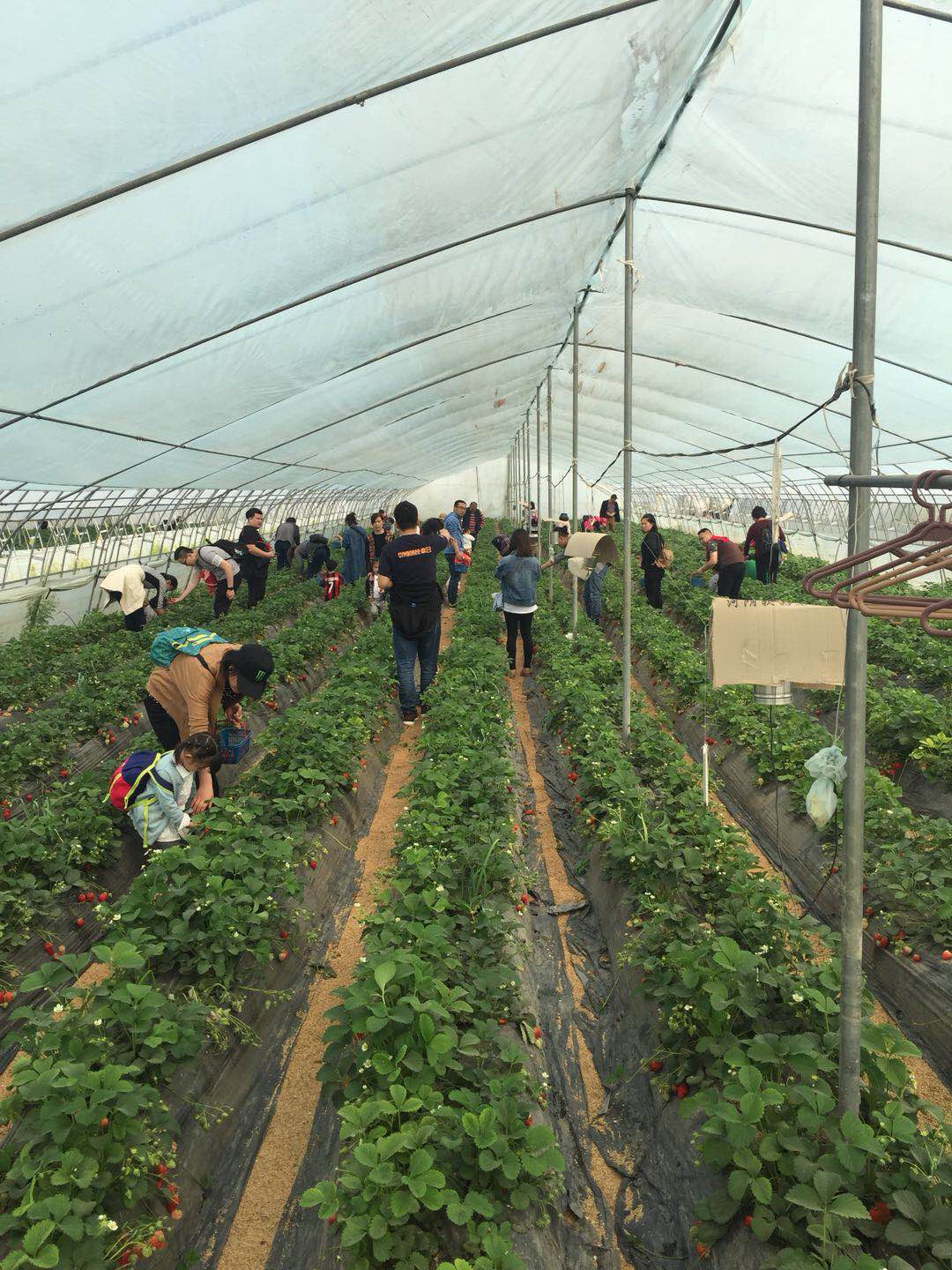 好吃又好玩，郑州5家特色农场带你过五一！