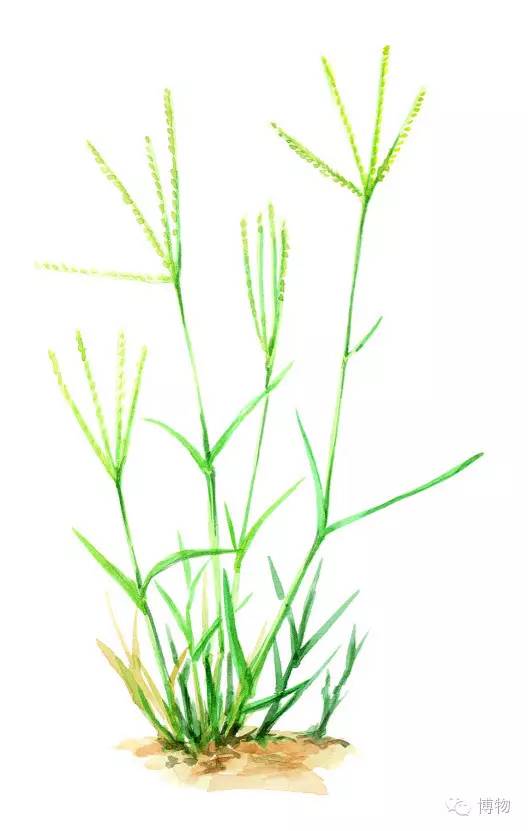 足球场草坪最好的,足球场的草坪是一般的草坪吗