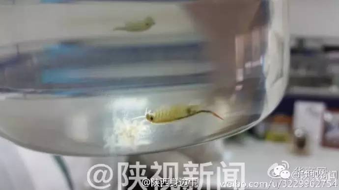 西安一草丛里发现弃婴留有奶粉,路边草丛里惊现死婴儿