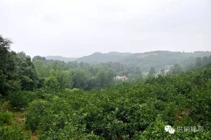 体验夏天农家生活,襄阳值得去的乡村