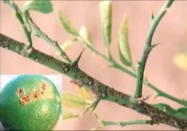 轻松七步走，让脐橙和溃疡病大声说拜拜