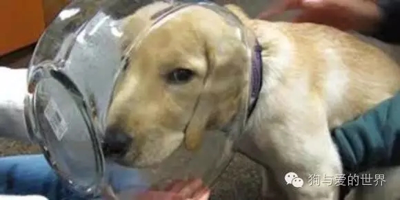 狗狗蠢萌和酷炫,狗狗蠢萌瞬间