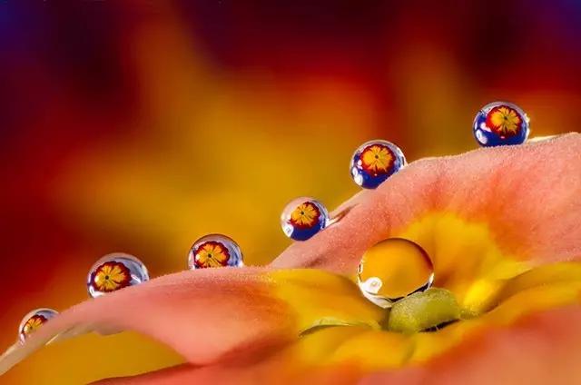 这些镜头里的花，让我瞬间变“花痴”