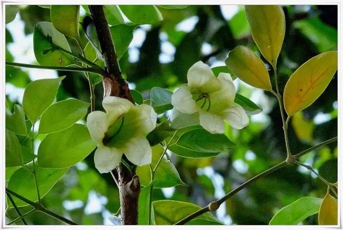 绿宝室内养殖叶子慢慢发黄,绿宝在北方的养殖方法