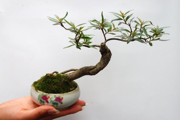 制作微型盆景的方法,新手第一次做微型盆景选什么品种