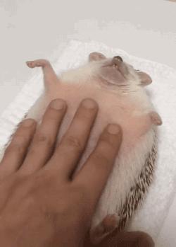 这销魂的表情，一看就不是什么正经刺猬！