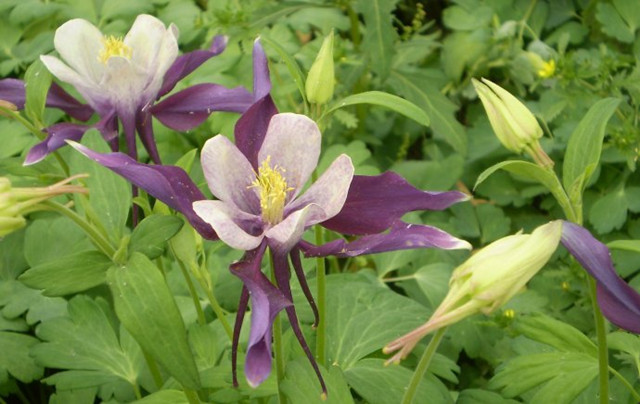 13种寓意最好的花,盆栽开紫色花的花卉有哪些