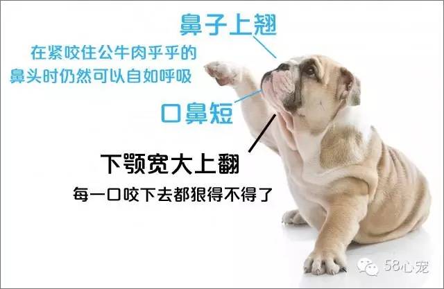 厉害的狗和狮子pk哪个更强,趣说动物小狗