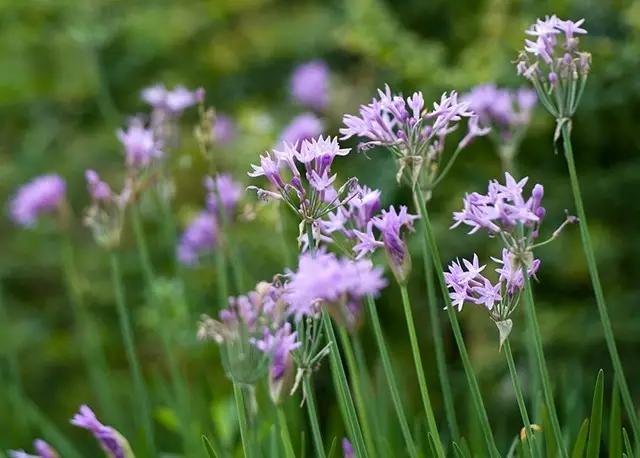 这些镜头里的花，让我瞬间变“花痴”