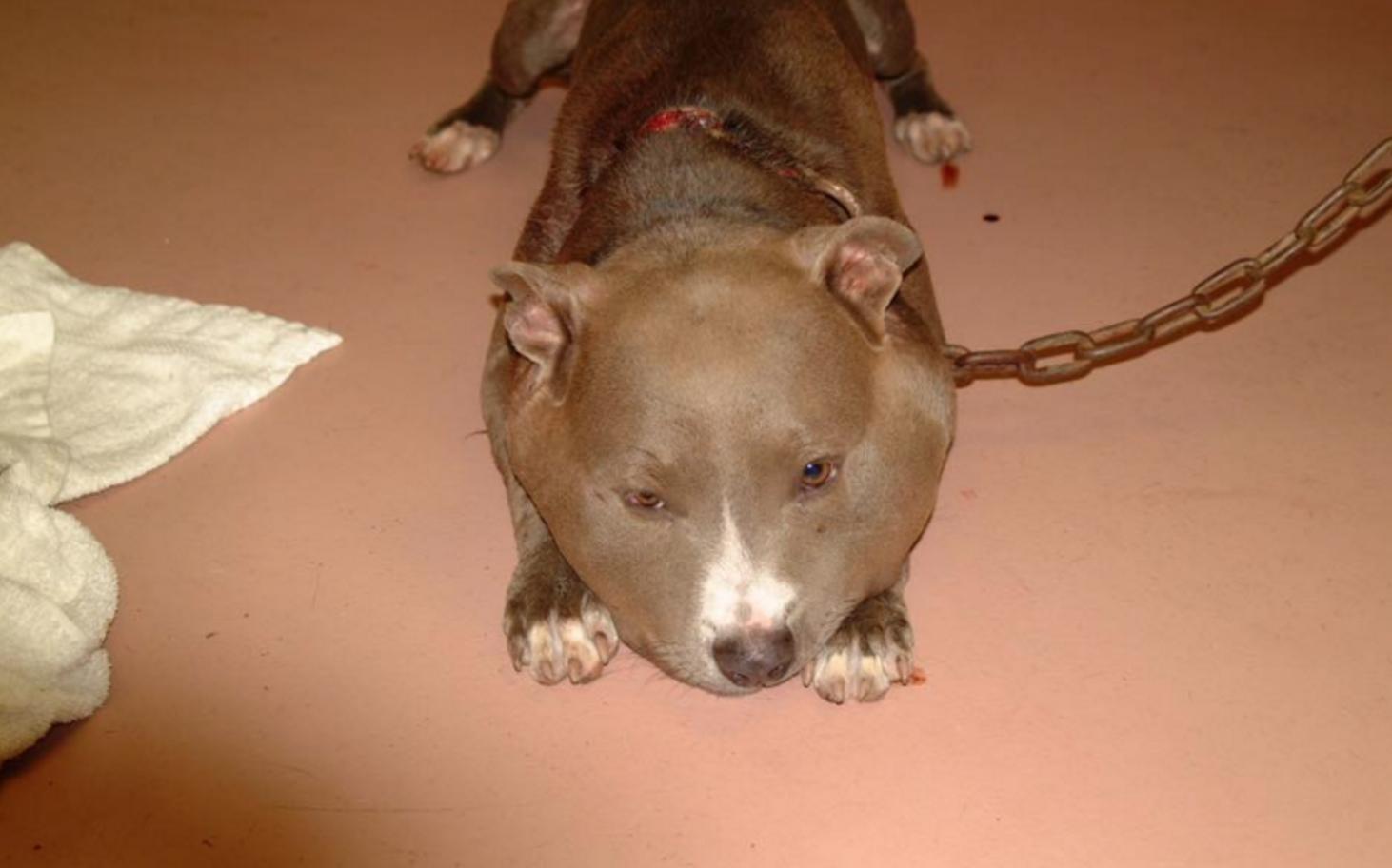 狗狗头被打肿了,狗狗鼻子被蜜蜂叮肿了视频