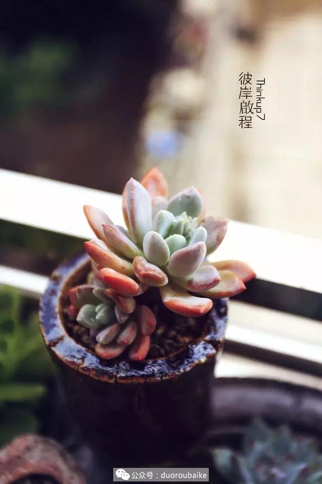 肉肉养在露台夏季要遮阳吗,露养夏天也不遮阳吗