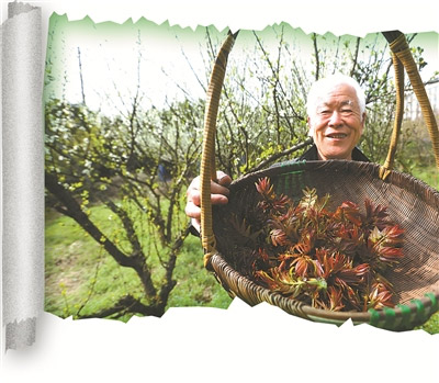 走进春天的田野听一听野菜的故事