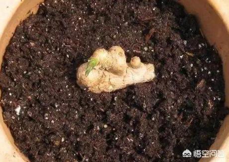 如何种生姜盆栽视频,生姜能不能做盆栽