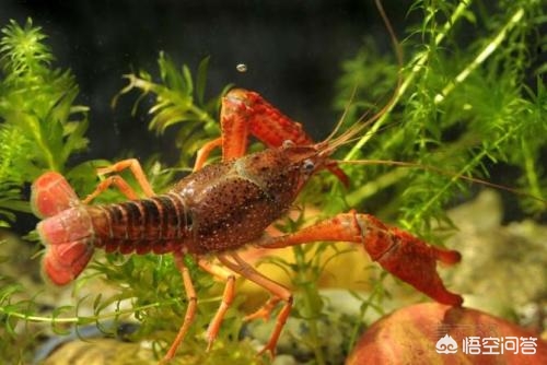 没有接触过养殖业,没有接触过养殖的人可以做什么