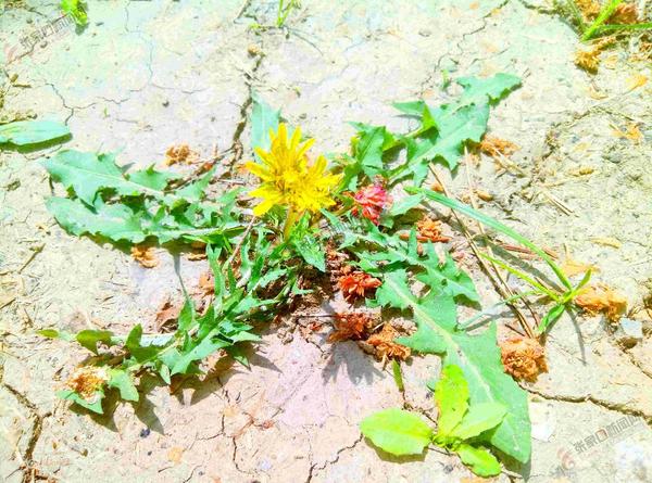 蒲公英野菜用焯水吗,野菜蒲公英伤胃么