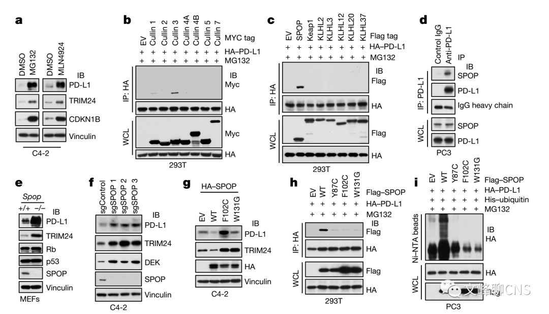 细胞周期与肿瘤治疗,肿瘤细胞的免疫逃逸与免疫治疗