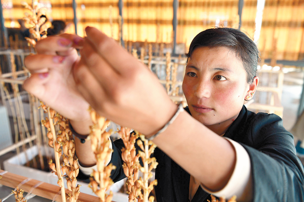 农村短平快种植致富项目山区,甘肃农村致富小项目