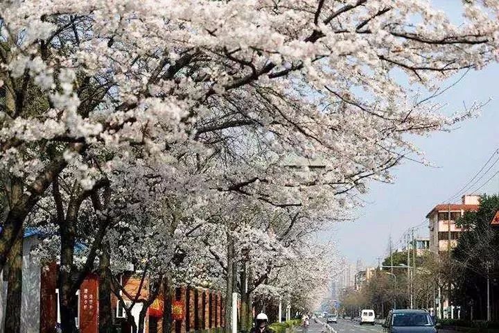 宝山浪漫樱花路图片,宝山樱花路