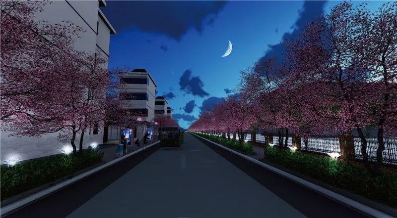 宝山浪漫樱花路图片,宝山樱花路