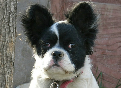 狗为什么会反复无常,狗狗为什么脾气暴躁乱咬自己