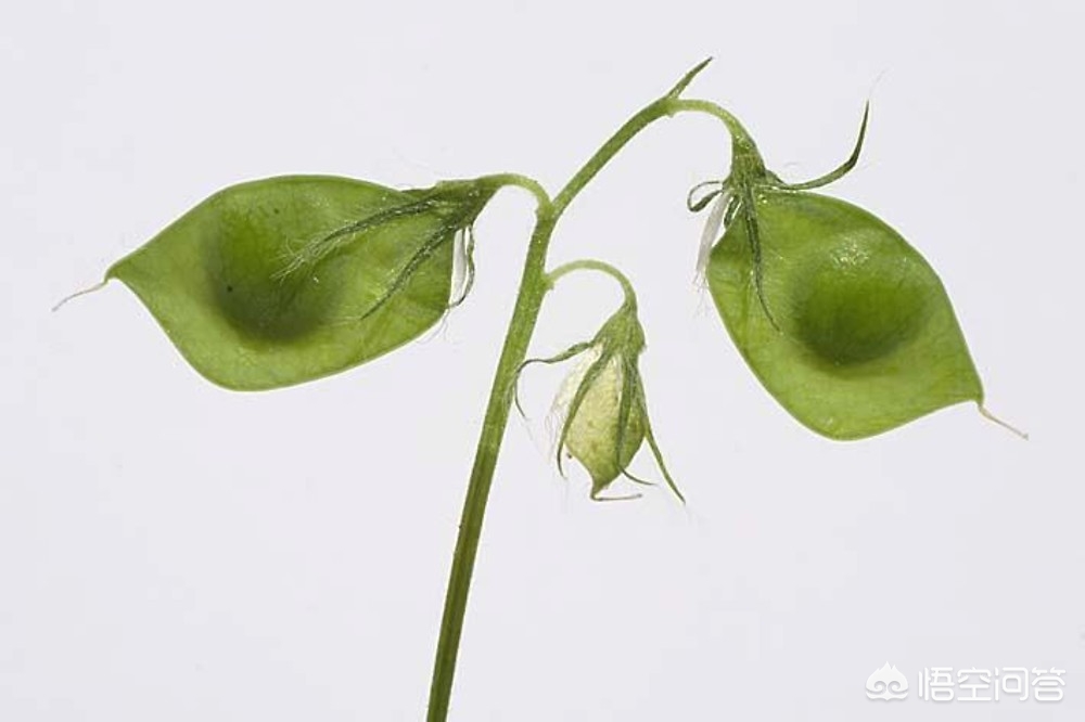 小扁豆能治糖尿病吗,白扁豆对糖尿病有什么作用