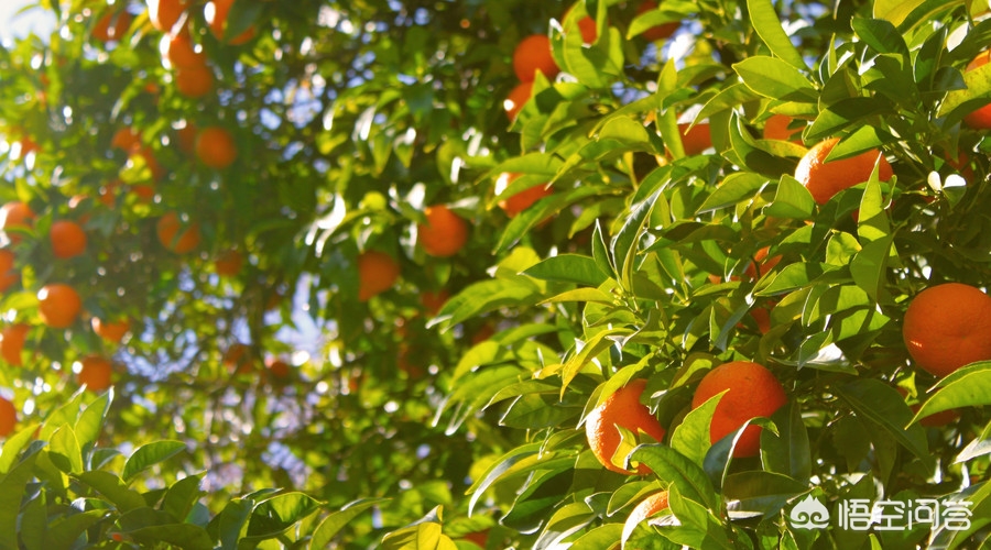 用货车卖水果能赚多少钱一天,小货车卖水果生意怎么样