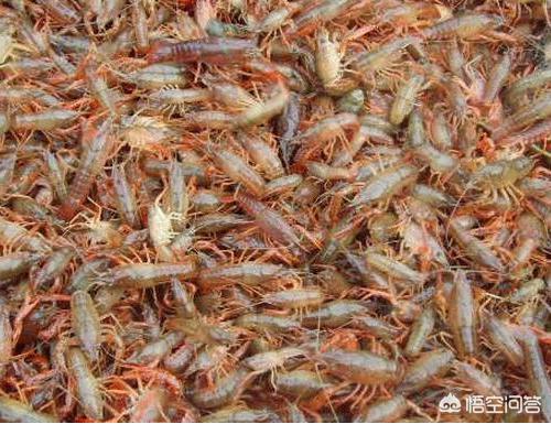 解密小龙虾做法,小龙虾养殖了解小龙虾为什么打洞