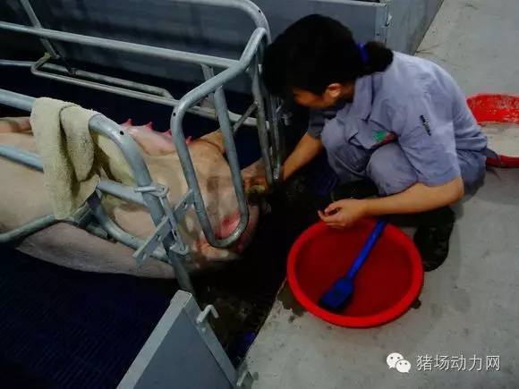 如何给母猪接生过程,母猪接产注意哪些