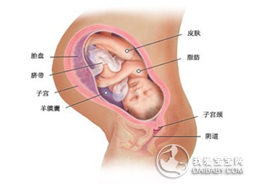 孕九至十周胎儿发育情况,一到十个月胎儿发育全过程