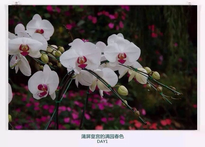 清迈住宿攻略清迈自由行,在清迈