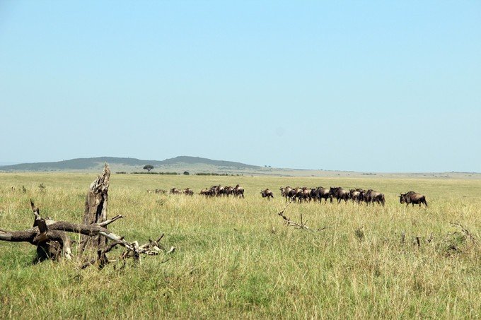 肯尼亚5天难忘的野生动物园,肯尼亚野生动物之旅