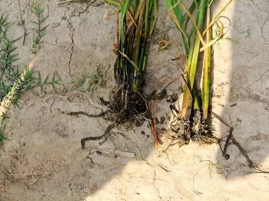 水稻根出现黑根咋办,水稻直播烂根