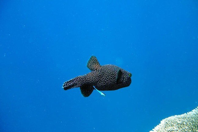马尔代夫莉莉岛适合几月份去,马尔代夫莉莉岛旅游攻略