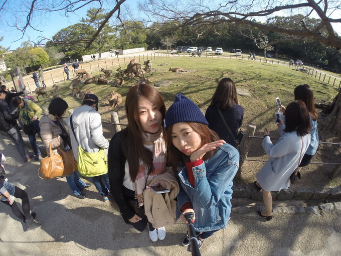 16年的大阪,京都樱花2016