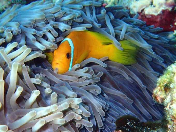 马尔代夫莉莉岛适合几月份去,马尔代夫莉莉岛旅游攻略