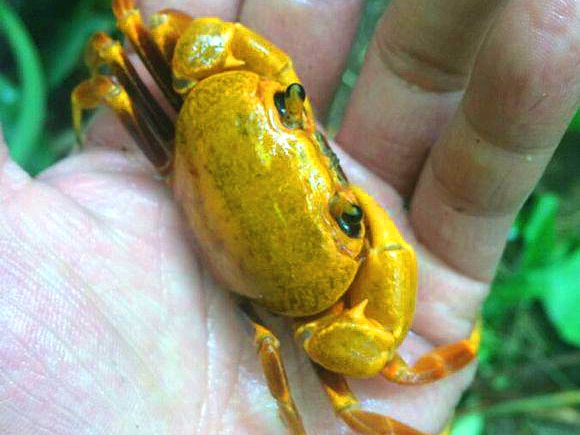 洞里发现玉石原石,洞里发现绿石