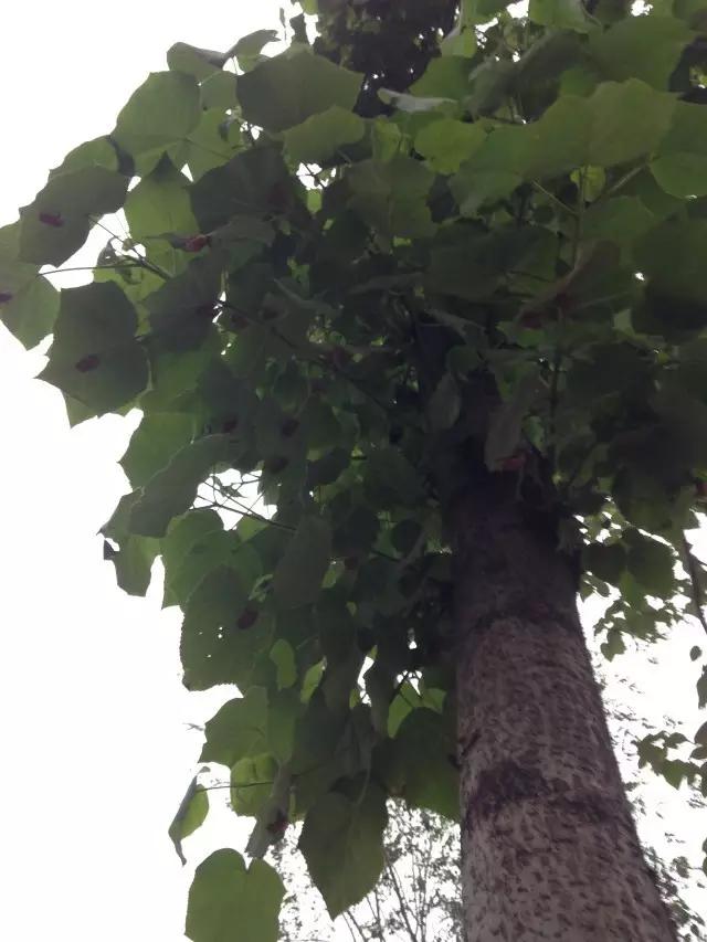 濮阳摸爬叉的地方,濮阳老城摸爬叉的地方