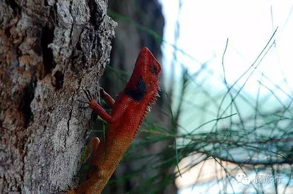 海南的海岛旅游南湾猴岛,推荐一个好地方南湾猴岛