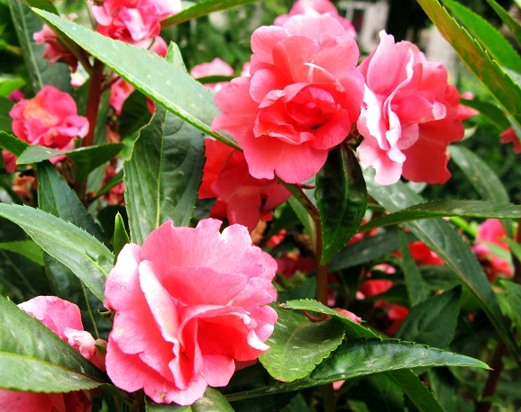 真正的“世界之花”是它，埃及艳后用它染头发，中国人最熟悉